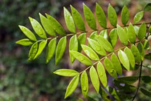 aumentar testosterona naturalmente